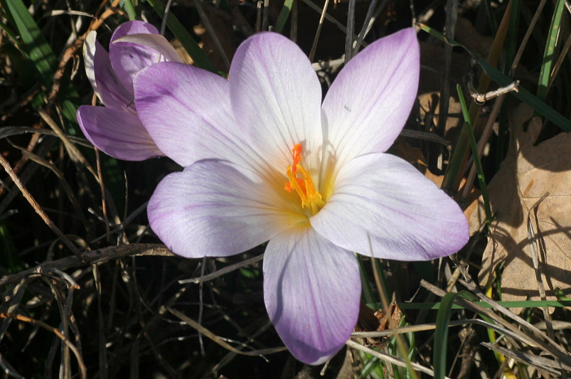 Crocus versicolor Ker-Gawl./Zafferano della Riviera